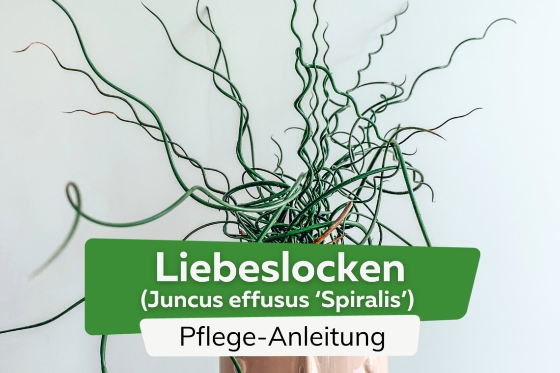 Liebeslocken/Korkenziehergras (Juncus effusus 'Spiralis')