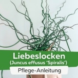 Liebeslocken/Korkenziehergras (Juncus effusus 'Spiralis')