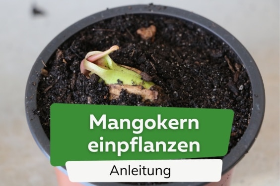 Mangokern einpflanzen