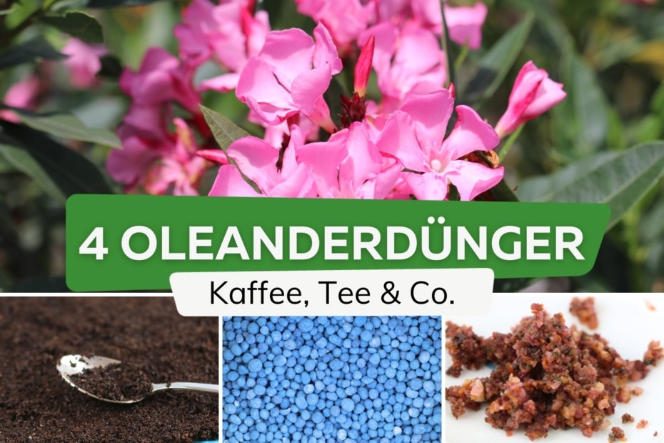 Oleanderdünger 4 Dünger für den Oleander Hausmittel & Blaukorn