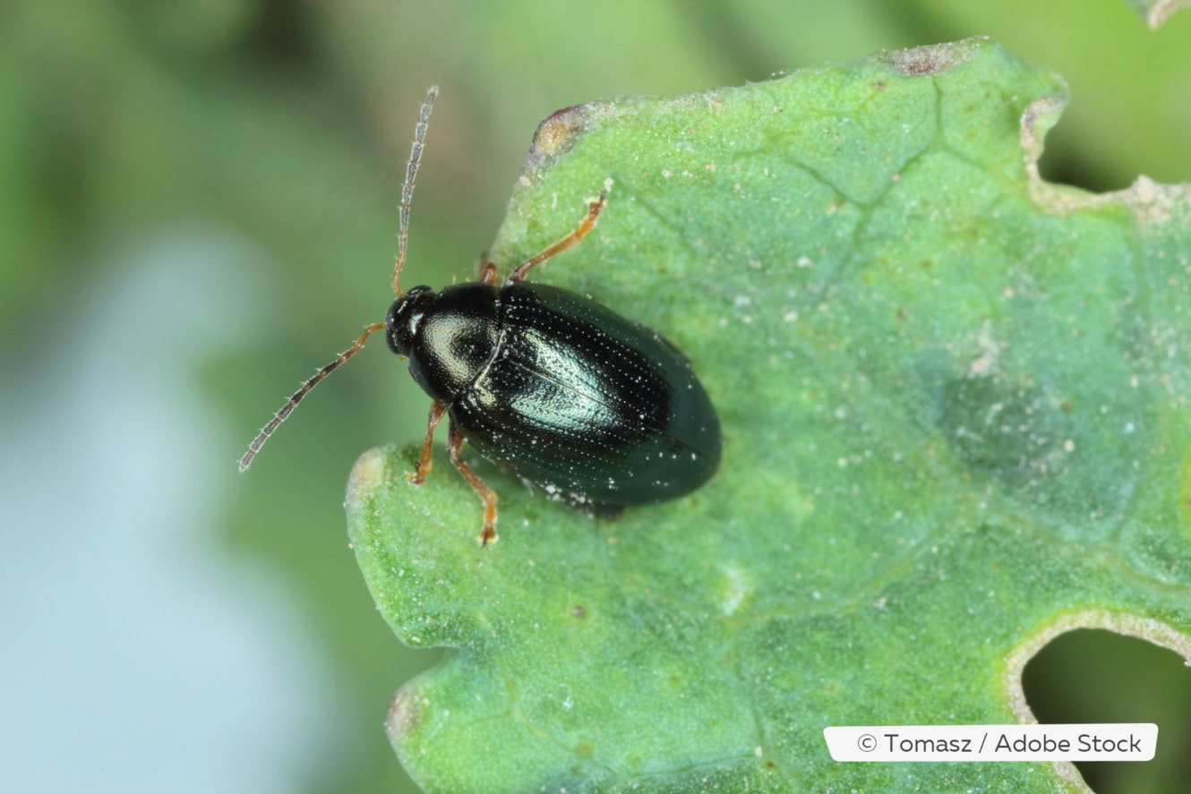 Springendes Insekt Kleine springende Insekten: um diesen Käfer handelt es sich