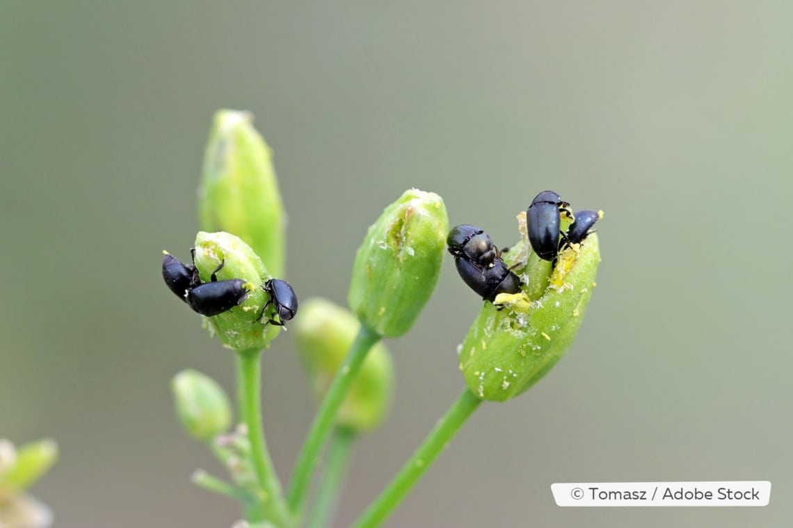 Rapskäfer (Brassicogethes aeneus)