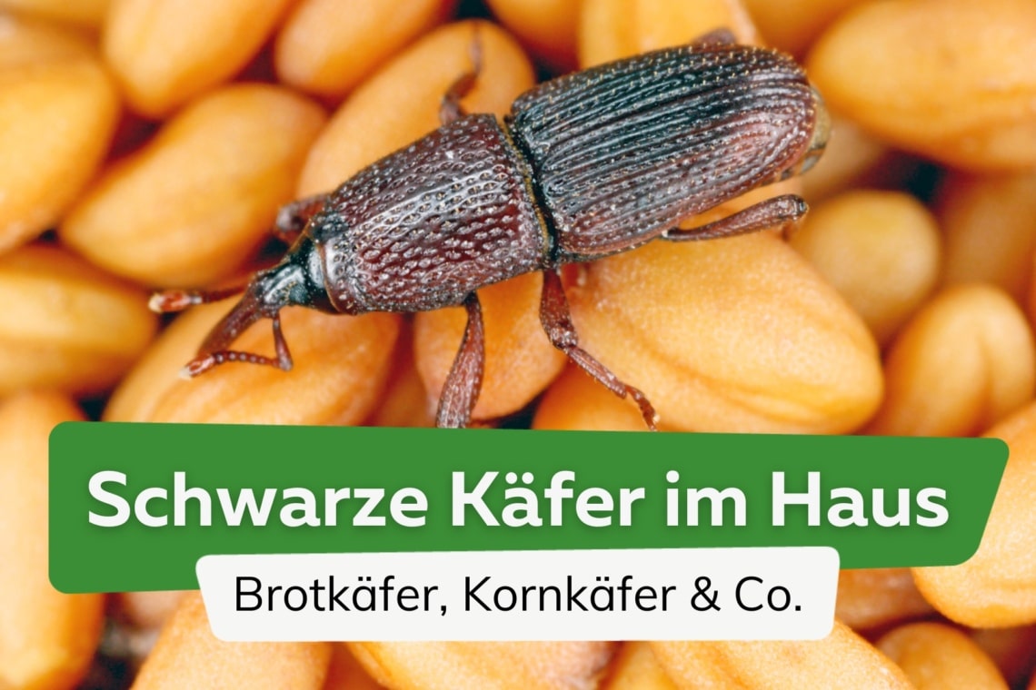 Schwarze Käfer im Haus