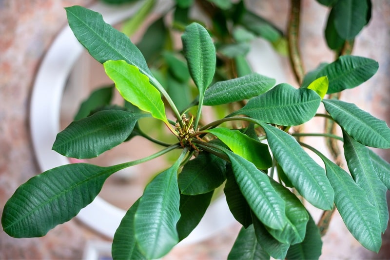 Spuckpalme (Euphorbia leuceura)