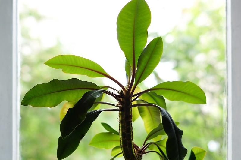 Spuckpalme am Fenster