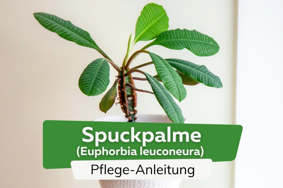 Spuckpalme (Euphorbia leuconeura)