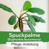 Spuckpalme (Euphorbia leuconeura)