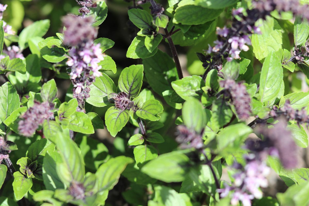 Strauchbasilikum (Ocimum basilicum 'African Blue')