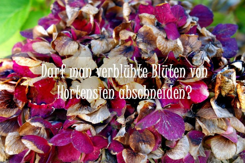 Darf man verblühte Blüten von Hortensien abschneiden? Das ist ratsam