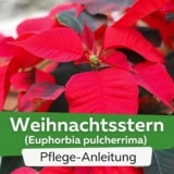 Weihnachtsstern (Euphorbia pulcherrima)