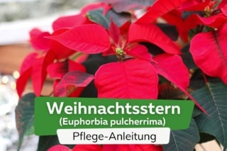 zimmerpflanze mit winzigen blättern Starter-Set | plus kleines Geschenk