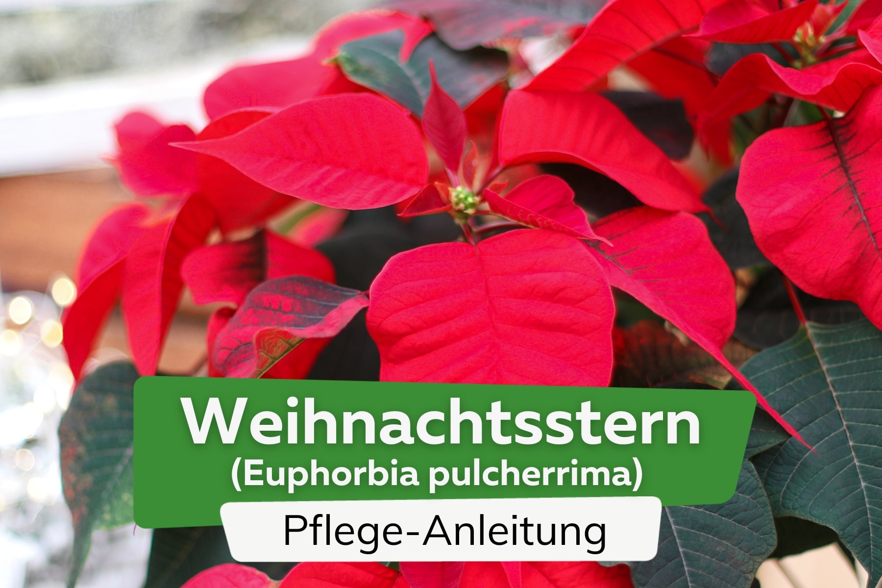 Weihnachtsstern (Euphorbia pulcherrima)