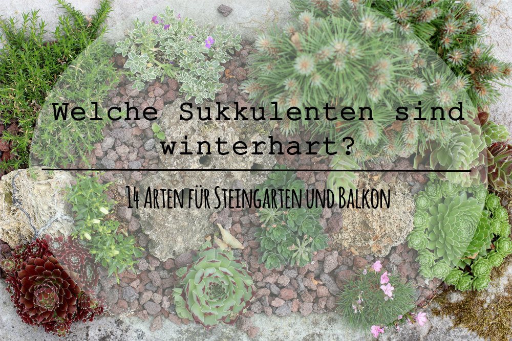 Welche Sukkulenten sind winterhart?