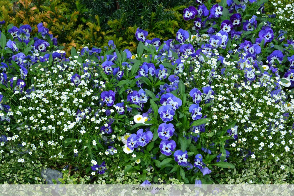 Zauberschnee Euphorbia graminea