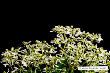 Zauberschnee, Euphorbia graminea Anzucht, Pflege und Überwintern