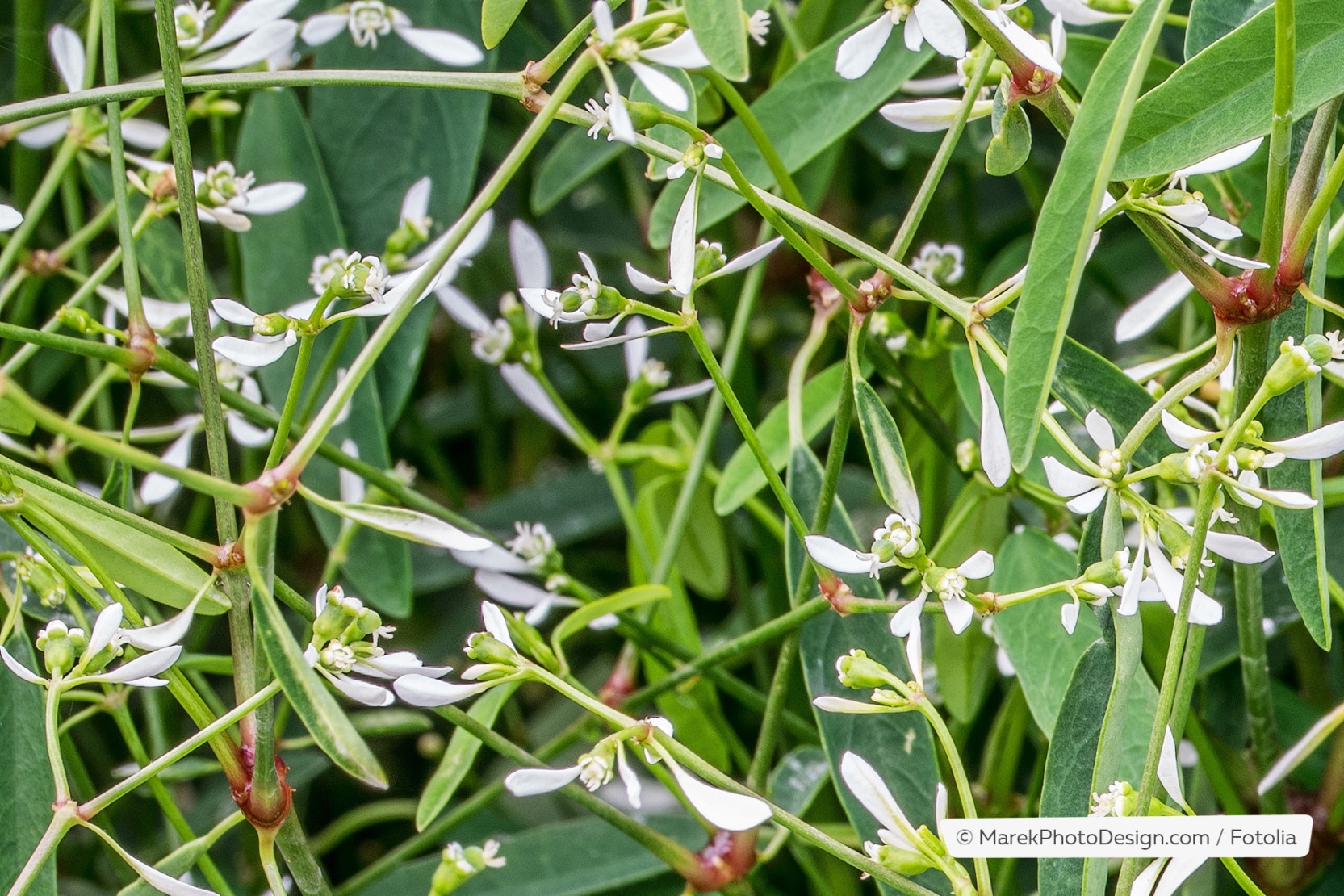 Zauberschnee, Euphorbia graminea Anzucht, Pflege und Überwintern