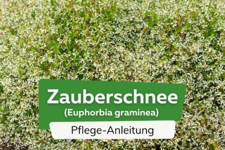 Zauberschnee, Euphorbia graminea Anzucht, Pflege und Überwintern