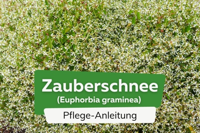 Zauberschnee, Euphorbia graminea Anzucht, Pflege und Überwintern