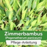 Zimmerbambus (Pogonatherum paniceum)