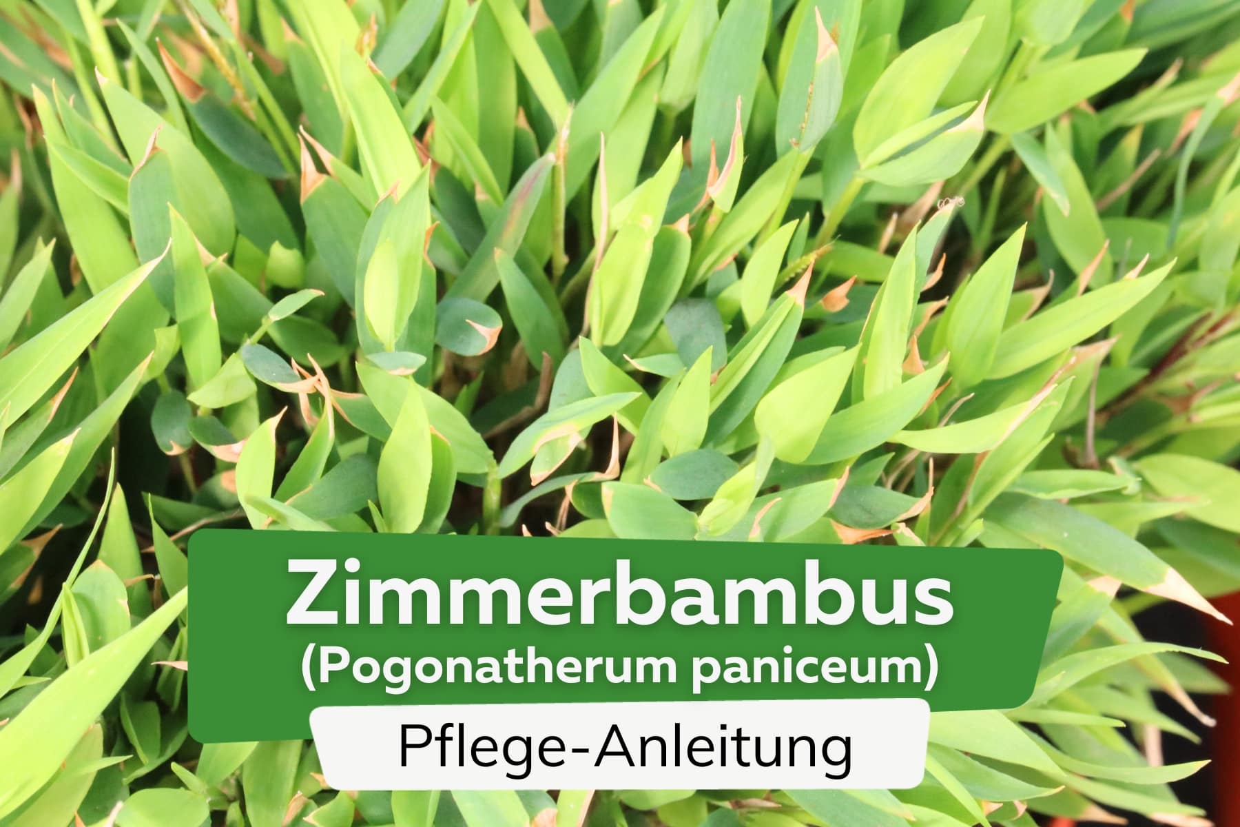 Zimmerbambus (Pogonatherum paniceum)