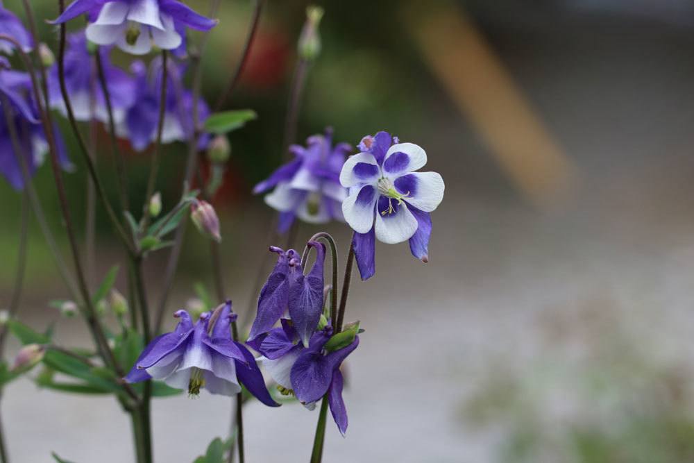 Akelei 'Maxistar', Aquilegia caerulea