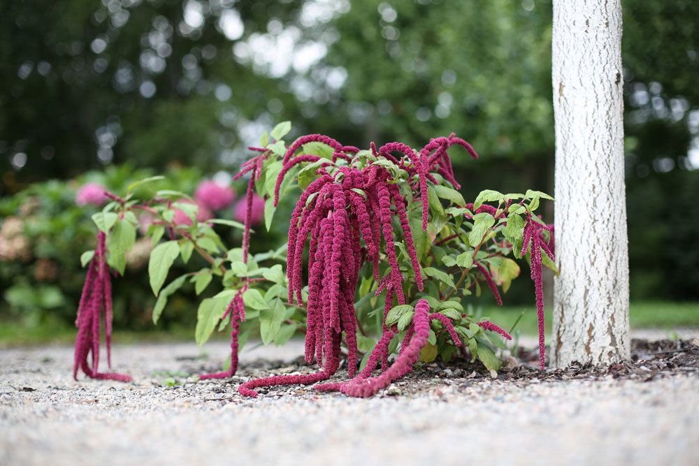 Amaranth, Fuchsschwanz, Amaranthus caudatus