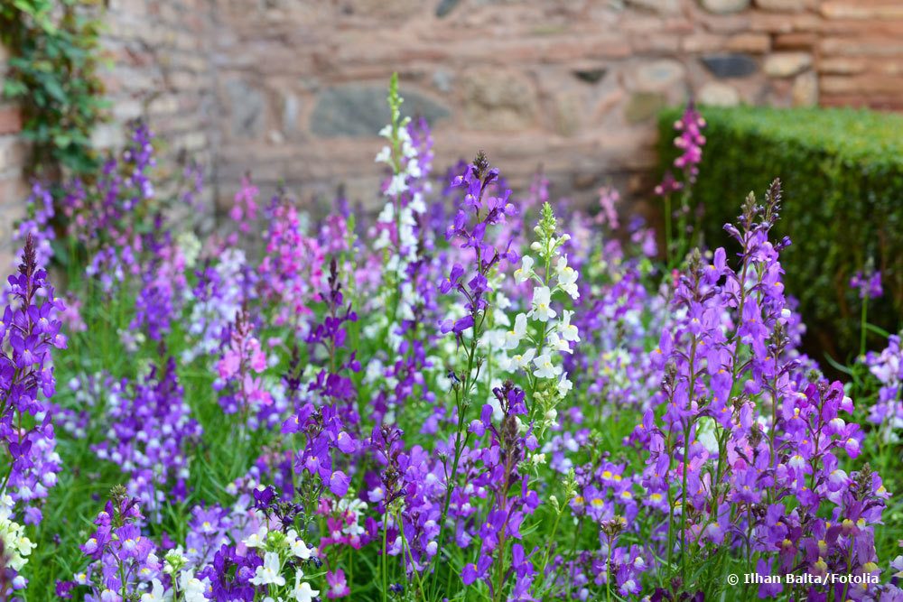 Angelonia angustifolia, Engelsgesicht