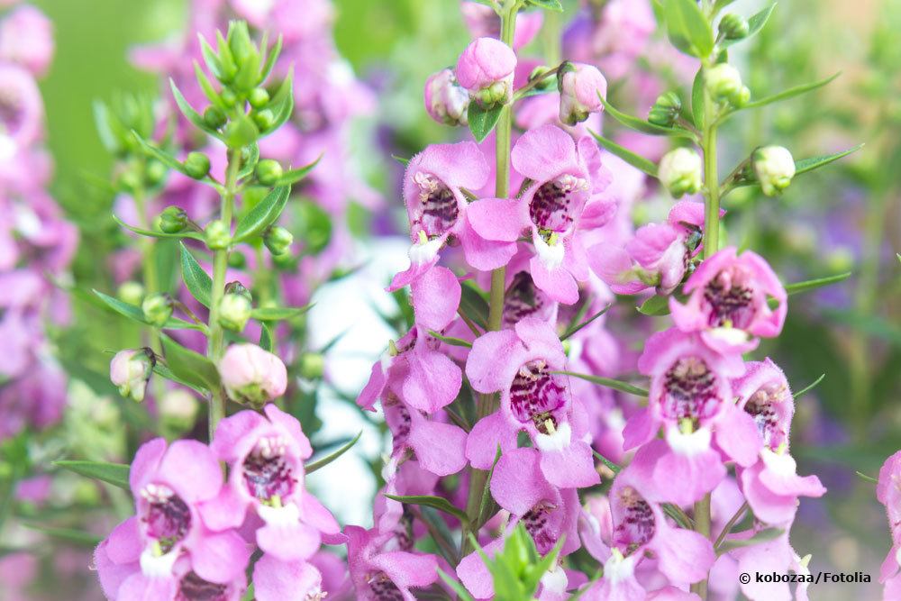 Angelonia angustifolia, Engelsgesicht