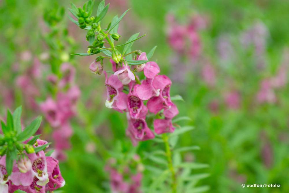 Angelonia angustifolia, Engelsgesicht