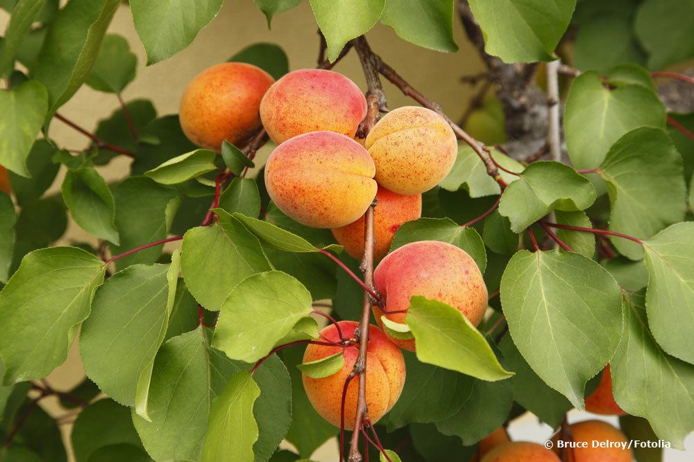 Aprikosen am Baum