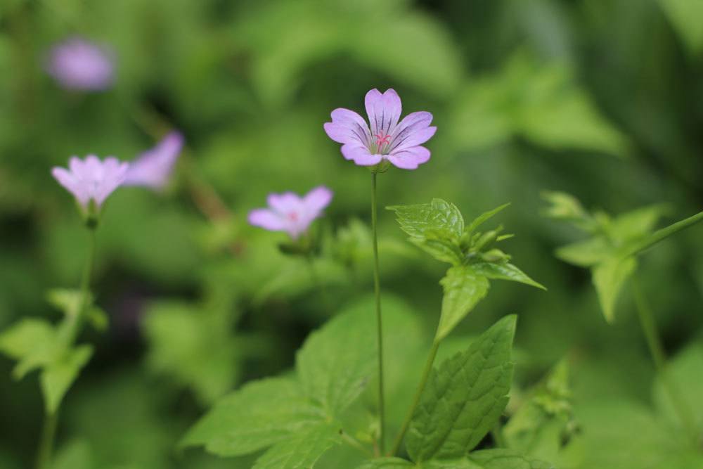 Bergwald-Storchschnabel 'Clos du Coudray', Geranium nodosum-Hybride