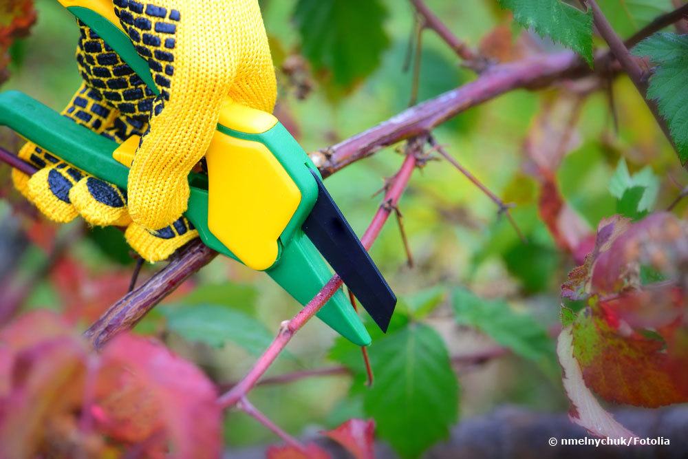 Brombeeren schneiden