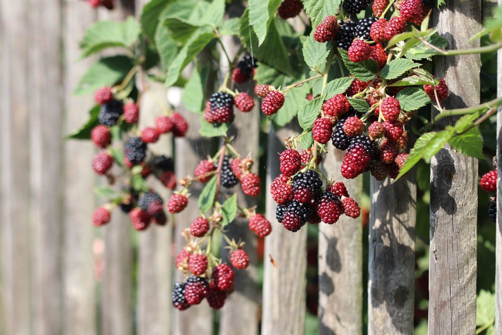 Brombeeren am Zaun