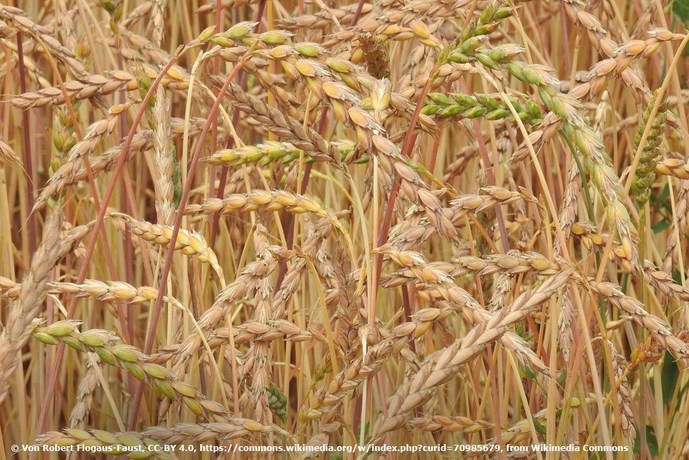 Dinkel, Triticum spelta