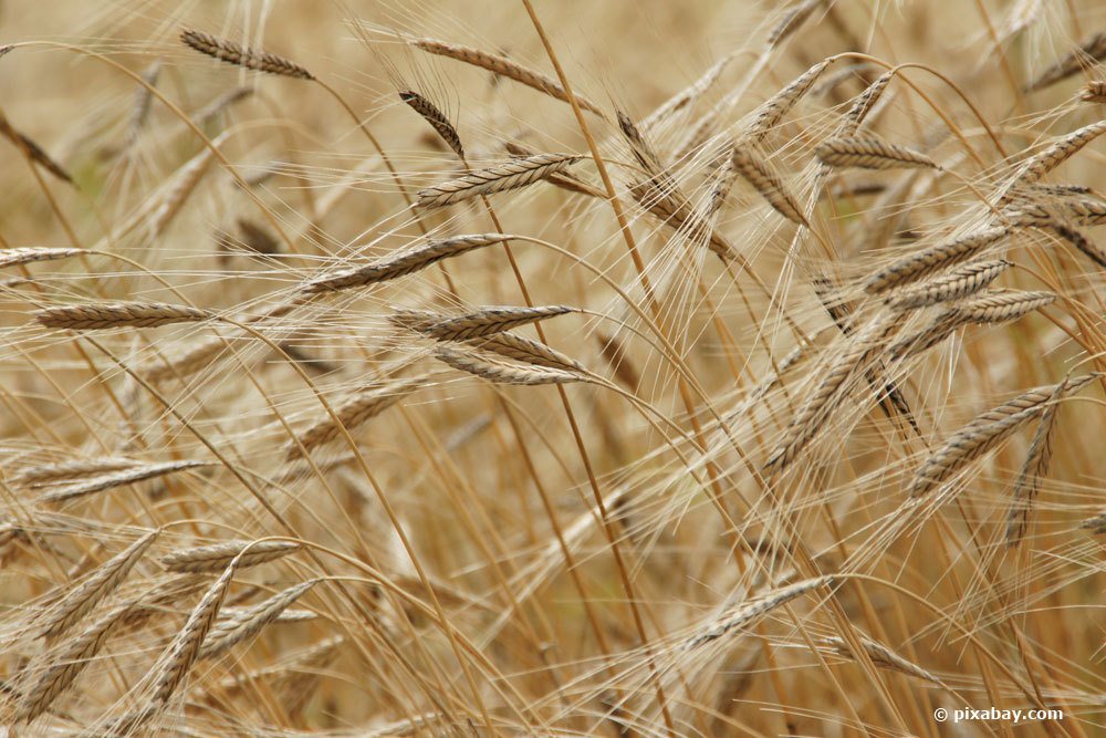 Einkorn, Triticum monococcum