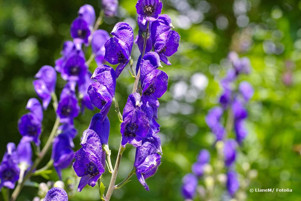 Eisenhut, Aconitum