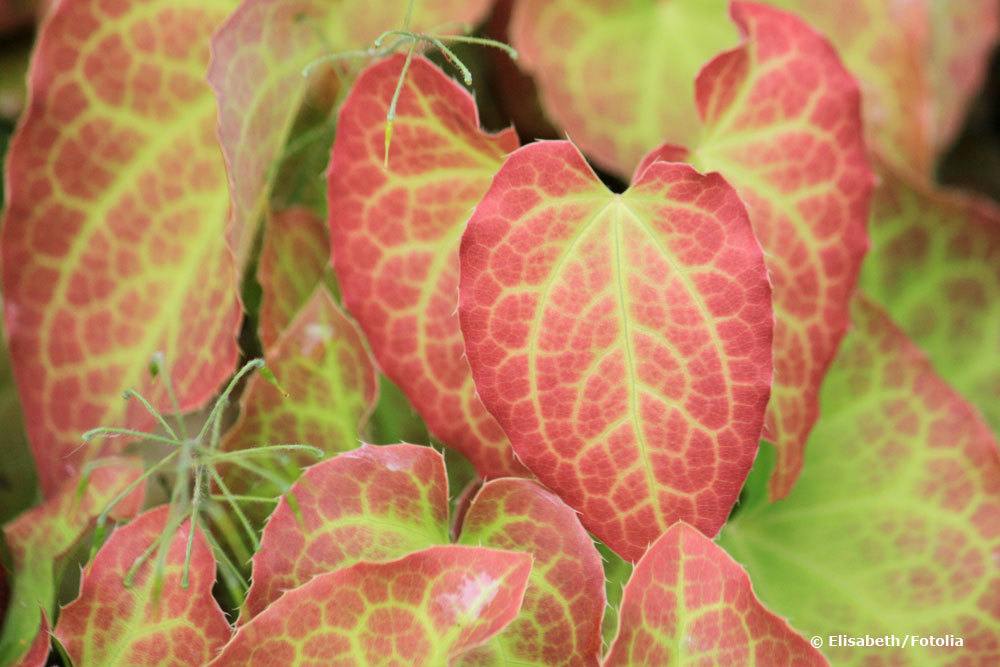 Elfenblume 'Frohnleiten', Epimedium perralchicum