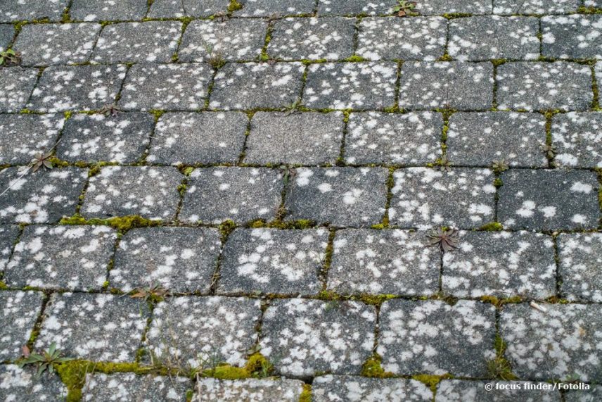 Flechten Entfernen Hausmittel