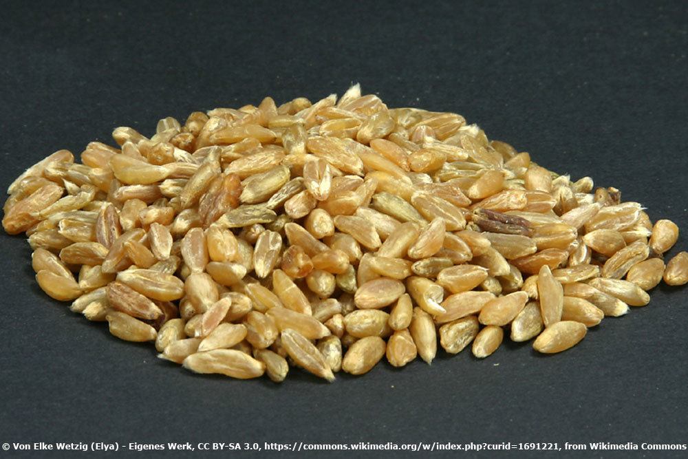 Grünkern, Triticum aestivum ssp. spelta