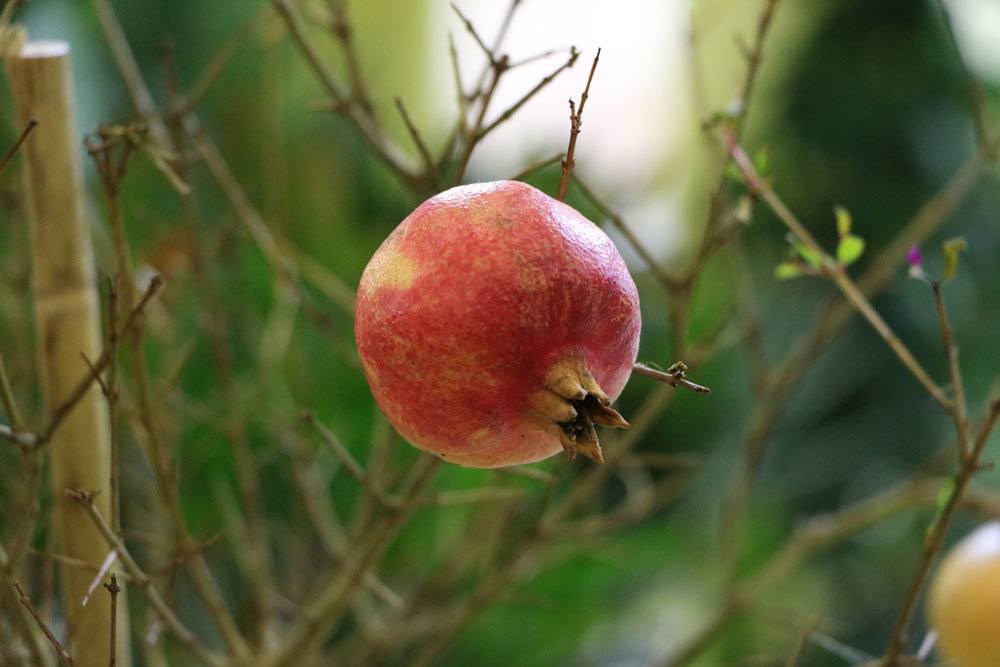 rasen düngen stickstoff Ammonsulfatsalpeter N26 Stickstoff-Dünger – TerraDomi Onlineshop