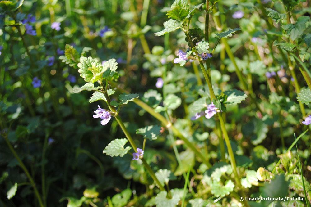 Gundermann, Glechoma hederacea