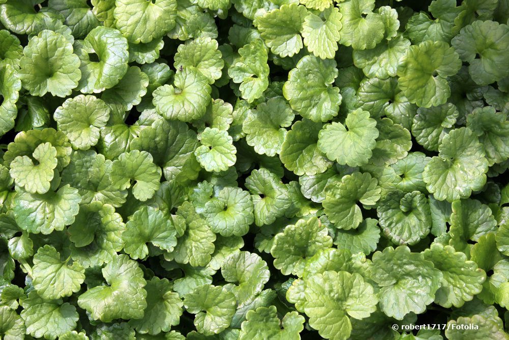 Gundermann, Glechoma hederacea