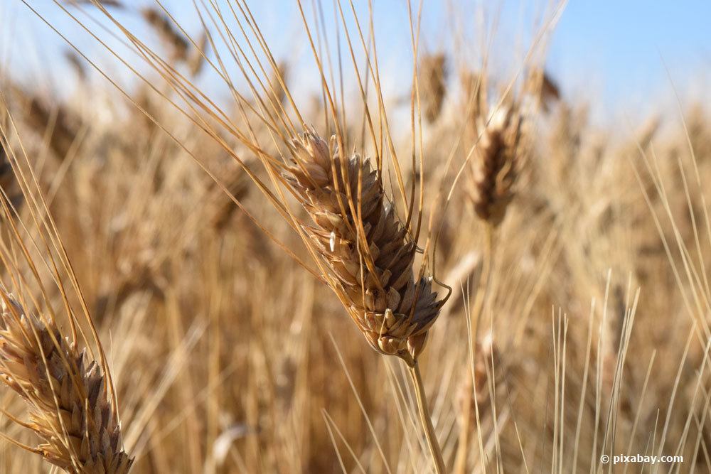 Hartweizen, Triticum durum