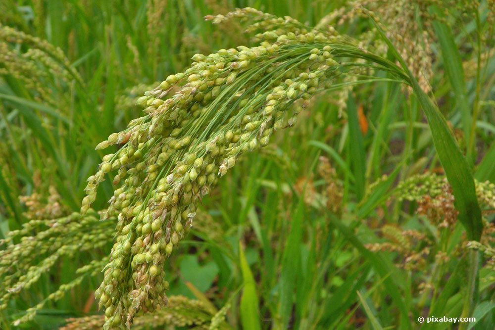 Hirse, Panicum miliaceum