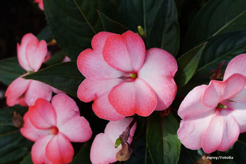 Edellieschen, Impatiens 'Neuguinea'