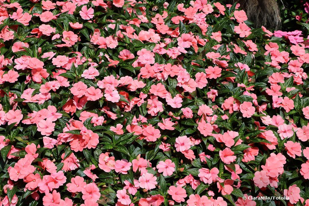 Edellieschen, Impatiens 'Neuguinea'