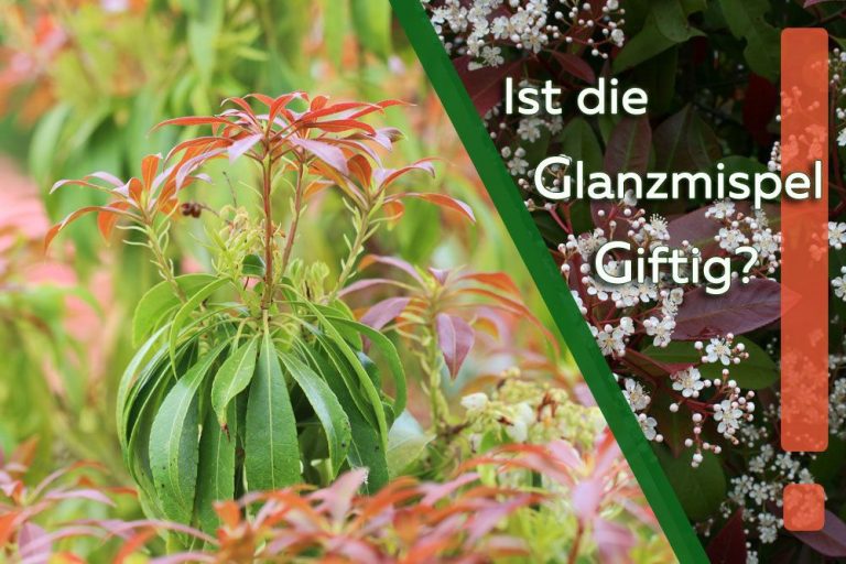 Ist die Glanzmispel giftig?