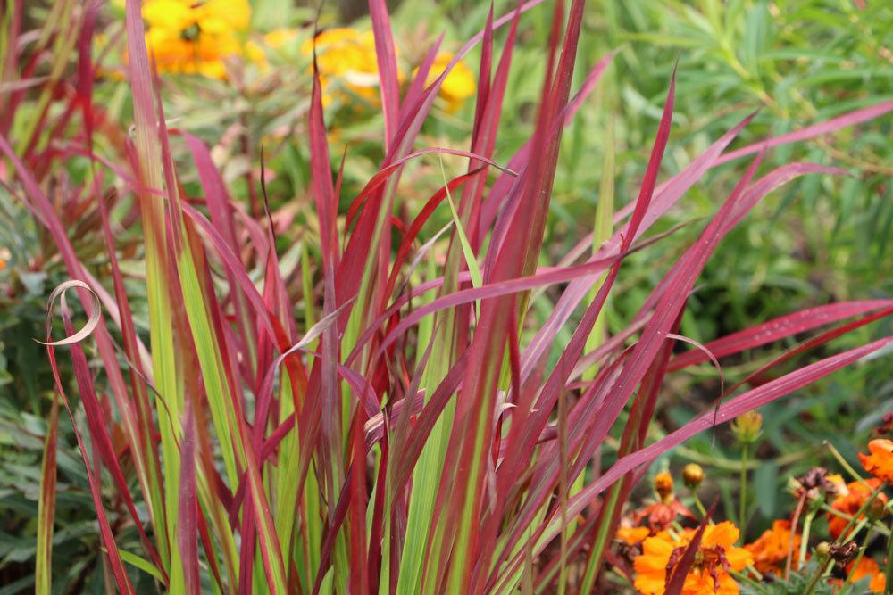 Japanisches Blutgras, Imperata cylindrica