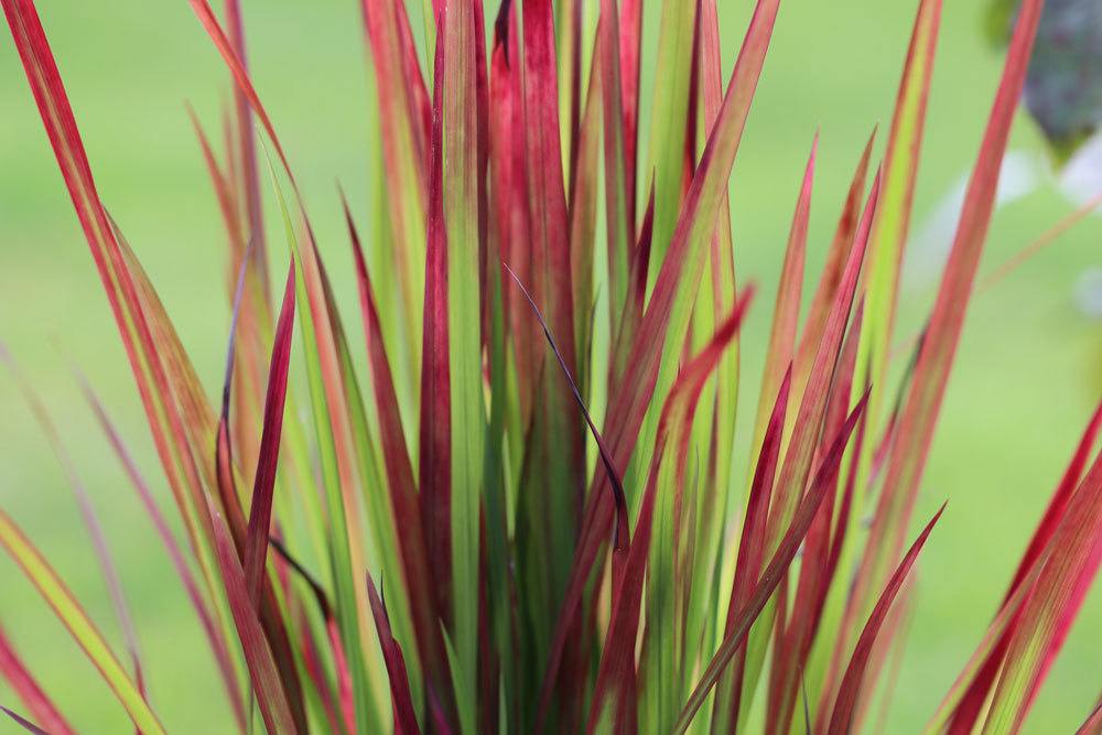 Japanisches Blutgras, Imperata cylindrica