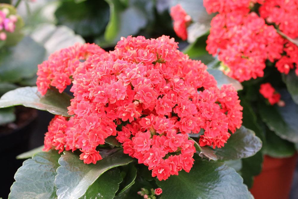 Flammendes Käthchen, Kalanchoe blossfeldiana